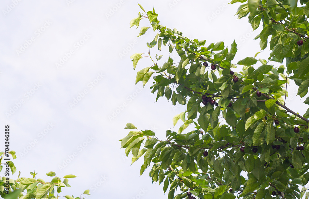 A red cherry on a cherry branch A red cherry on a cherry branch