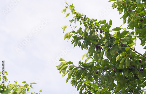 A red cherry on a cherry branch