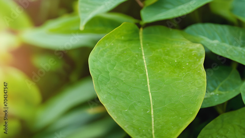 Bryophyllum plant leaves, medicine plant images, Fresh Bryophyllum pinnatum green leaves isolated on a natural background. Life plant, Miracle leaf. Kalanchoe pinnata. photo