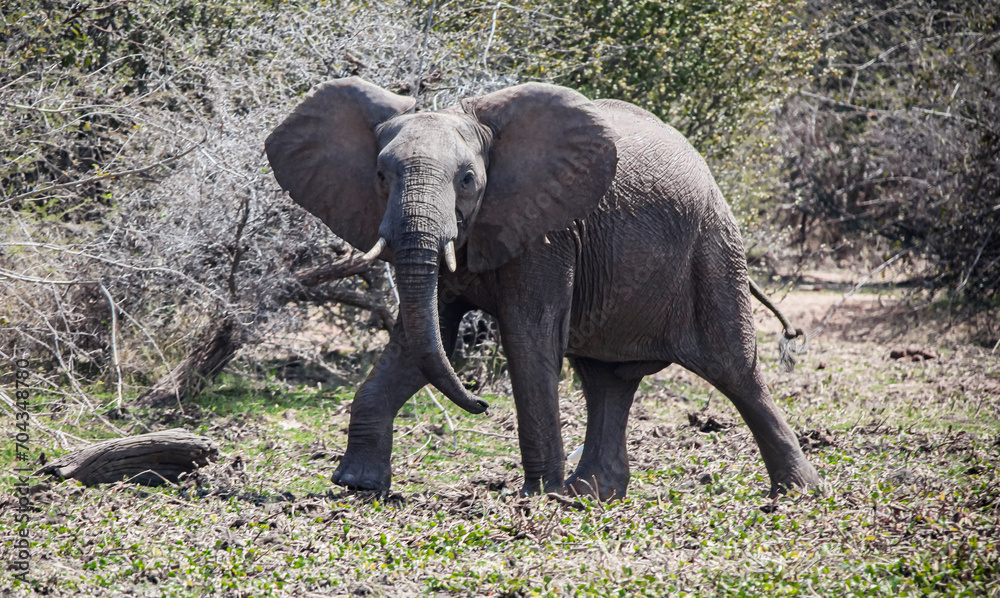 Obraz premium An African elephant in the mud walks along the shore of reservoir.