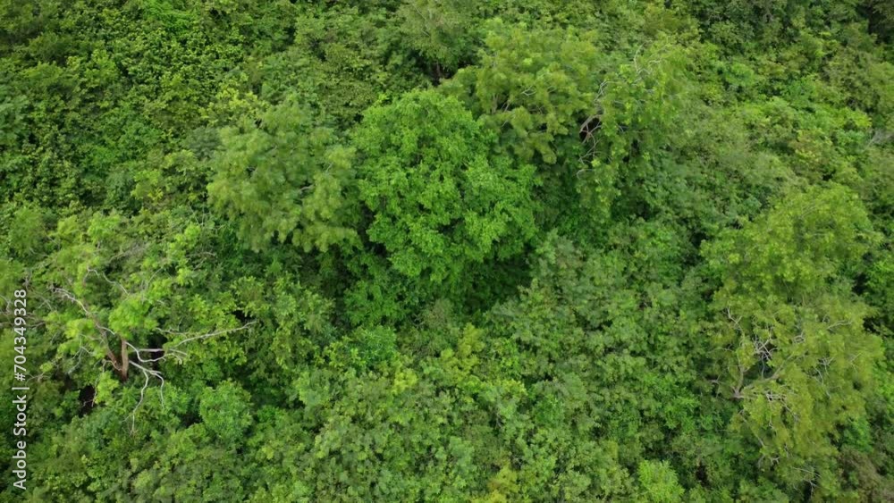 The drone moves backwards, showing an aerial view of dense forests on green hills, with shady trees in the interior of the Indonesian forest. The drone moves backwards, showing an aerial view of dense forests on green hills, with shady trees in the interior of the Indonesian forest.