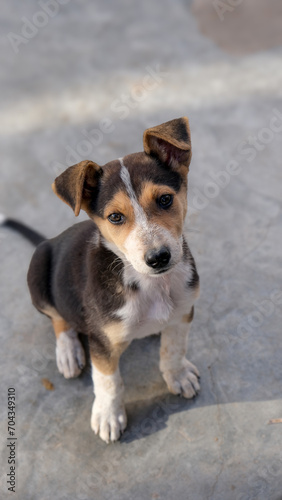 jack russell terrier cute puppy © Nash Jackson
