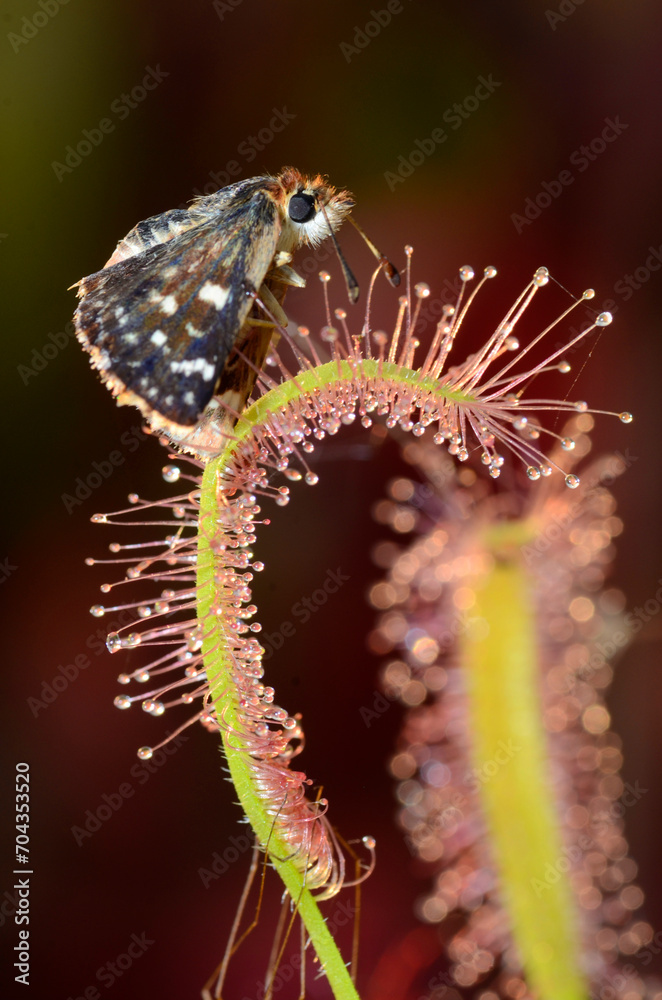 Butterfly trapped on the leaves of a sundew (Drosera capensis)