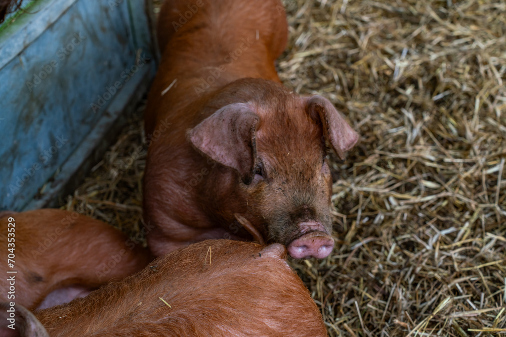 young pigs in a barn young pigs in a barn