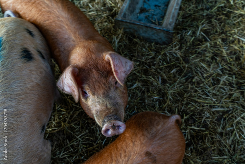 young pigs in a barn 