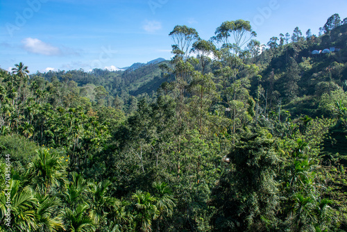 Rainforest near the city of Ella in Sri Lanka. Top view, aerial photography.