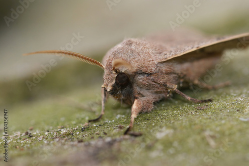 Closeup on a Common Quaker owlet moth, Orthosia cerasi sitting on wood photo