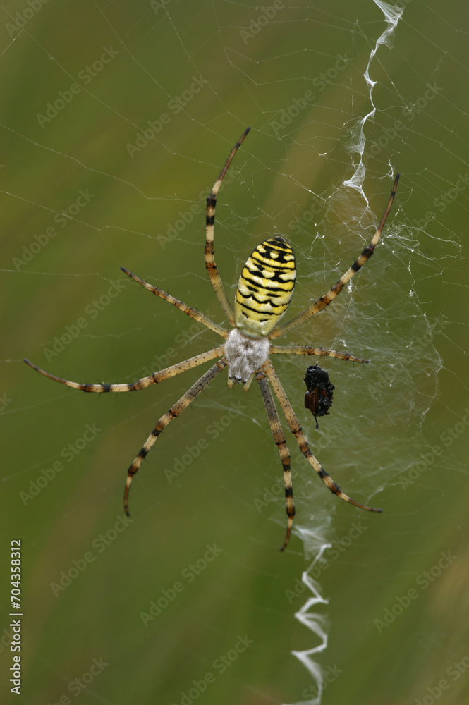 Vertical closeup on a colorful female wasp spider, Argiope bruennichi, waiting in her web