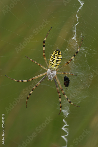 Vertical closeup on a colorful female wasp spider, Argiope bruennichi, waiting in her web