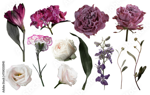 Fototapeta Naklejka Na Ścianę i Meble -  Set of pink and burgundy color flowers. Isolated on transparent background for your projects
