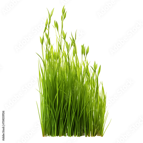 A short vertical piece of green grass cut out on a transparent background in PNG format. Grass with various sprouts, side view, close-up. A design element to insert into a project.