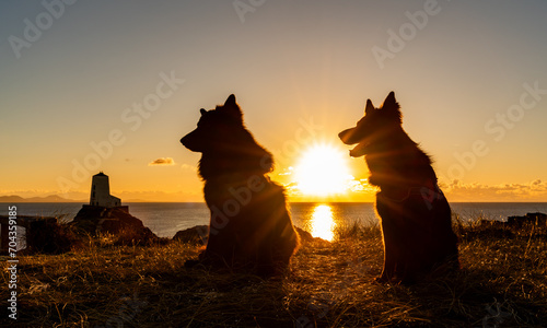 Fototapeta Naklejka Na Ścianę i Meble -  Dogs in the sunset 