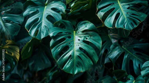 Tropical leaves background. Monstera deliciosa or Swiss cheese plant. Generative AI