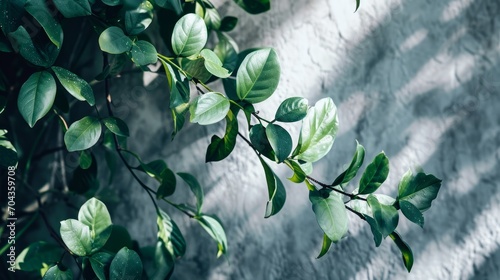 Green leaves of ficus benjamina plant on white wall background Generative AI photo