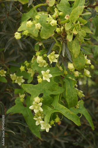 Vertical closeup on a flowering White bryony, Bryonia dioica photo