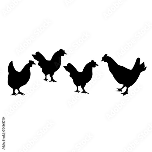 chicken in the pasture