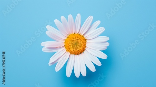 A daisy with its white petals and a bright yellow center on a pure blue background.