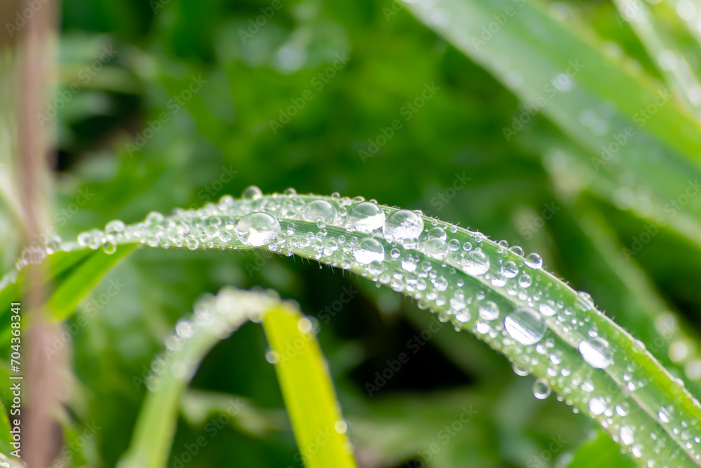 Gotas de rocío sobre hierba Gotas de rocío sobre hierba
