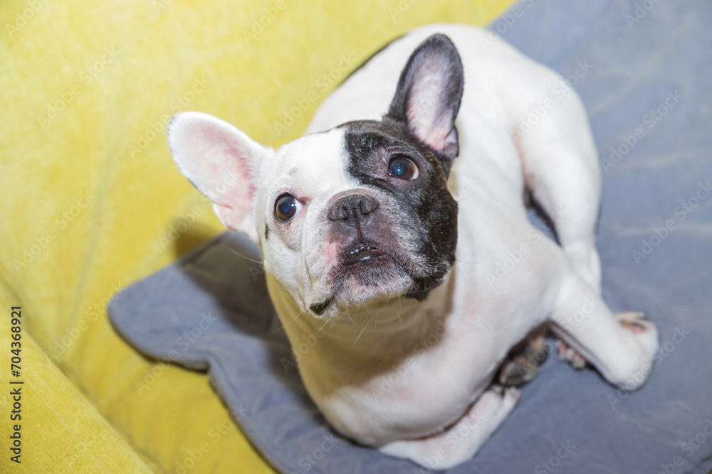 Adorable french bulldog wanna go to bed. dog resting on bed during daytime. Funny ear up. Pets indoors at home. Dog Relaxing.Animal communication concept.love for pets