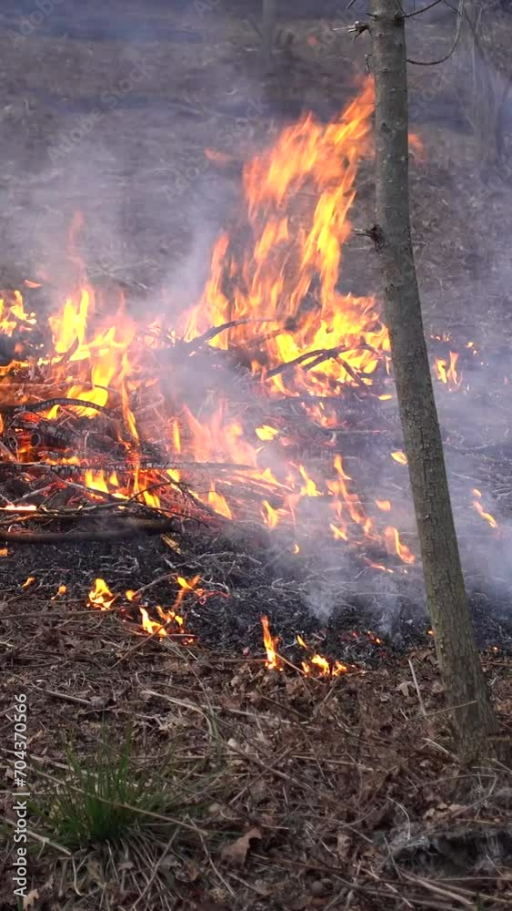 Vertical Video of Forest Fire Vertical Video of Forest Fire