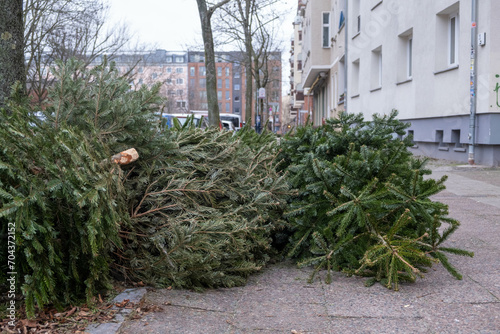 Photography Old Christmas trees