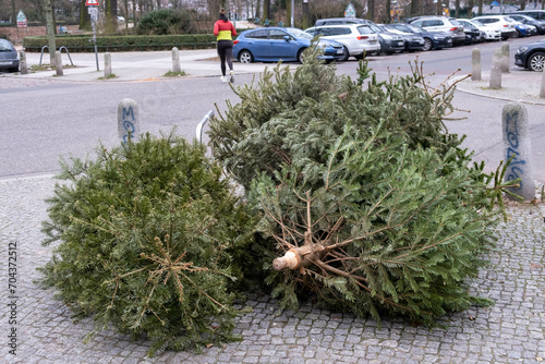 Photography Old Christmas trees