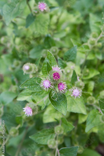 A Thistle in a meadow in late summer