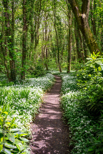 Penrhos Nature Reserve in spring  Anglesey 