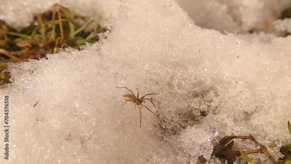 European Water spider emerges from its hibernation with the beginning