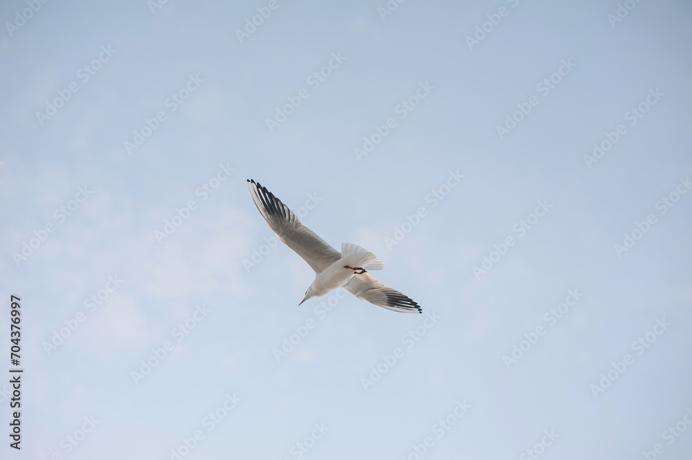 Beautiful white seagull, bird flies high soaring in the sky with clouds over the sea, ocean. Animal photography, landscape. Beautiful white seagull, bird flies high soaring in the sky with clouds over the sea, ocean. Animal photography, landscape.