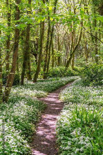 Penrhos Nature Reserve in spring  Anglesey 