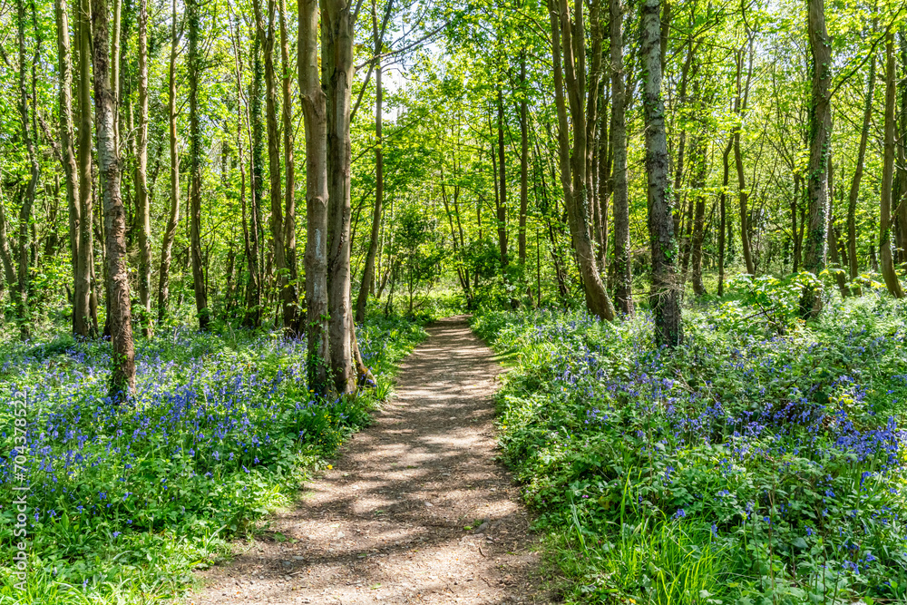 Penrhos Nature Reserve in spring, Anglesey Penrhos Nature Reserve in spring, Anglesey
