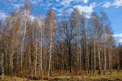 Wallpaper Mural A grove of leafless trees, their branches reaching into the sky. Torontodigital.ca