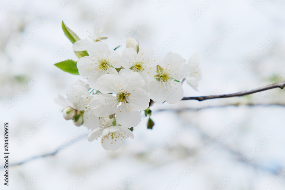White flowers with yellow stamens bloom on a branch, sky in the backdrop. White flowers with yellow stamens bloom on a branch, sky in the backdrop.