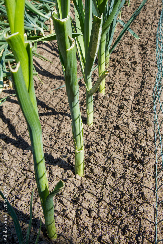 Obraz premium Leek being grown in a garden