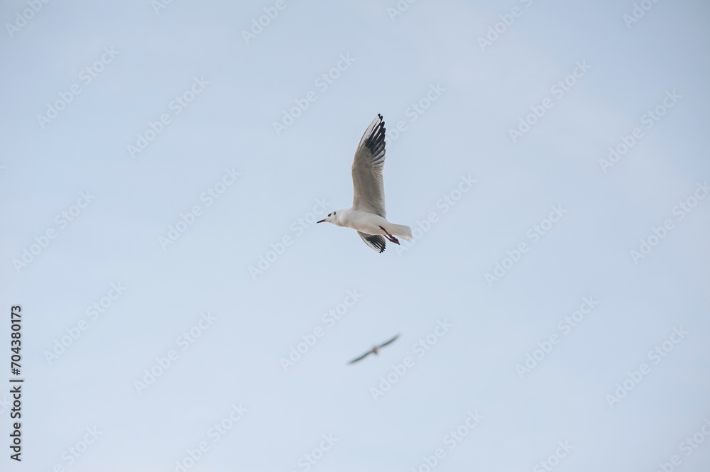 A couple of beautiful white seagulls, a small flock of wild birds are flying high soaring in the blue sky with clouds over the sea, ocean in nature. Animal photography, landscape. A couple of beautiful white seagulls, a small flock of wild birds are flying high soaring in the blue sky with clouds over the sea, ocean in nature. Animal photography, landscape.