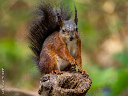 Red Squirrels on the Isle of Anglesey 