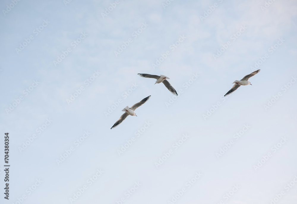 Many beautiful white seagulls, a flock of birds are flying high soaring in the blue sky with clouds over the sea, ocean in nature. Animal photography, landscape.