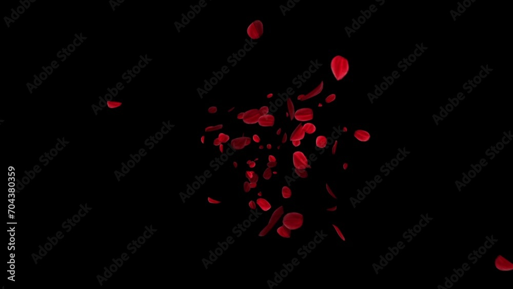 Exploding red rose petals. Isolated floating rose blossoms. Overlay. Black background. 29,97fps