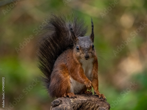 Red Squirrels on the island of Anglesey 