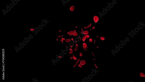 Exploding red rose petals. Isolated floating rose blossoms. Overlay. Black background. 29,97fps