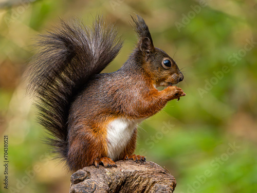 Red Squirrels on the island of Anglesey 