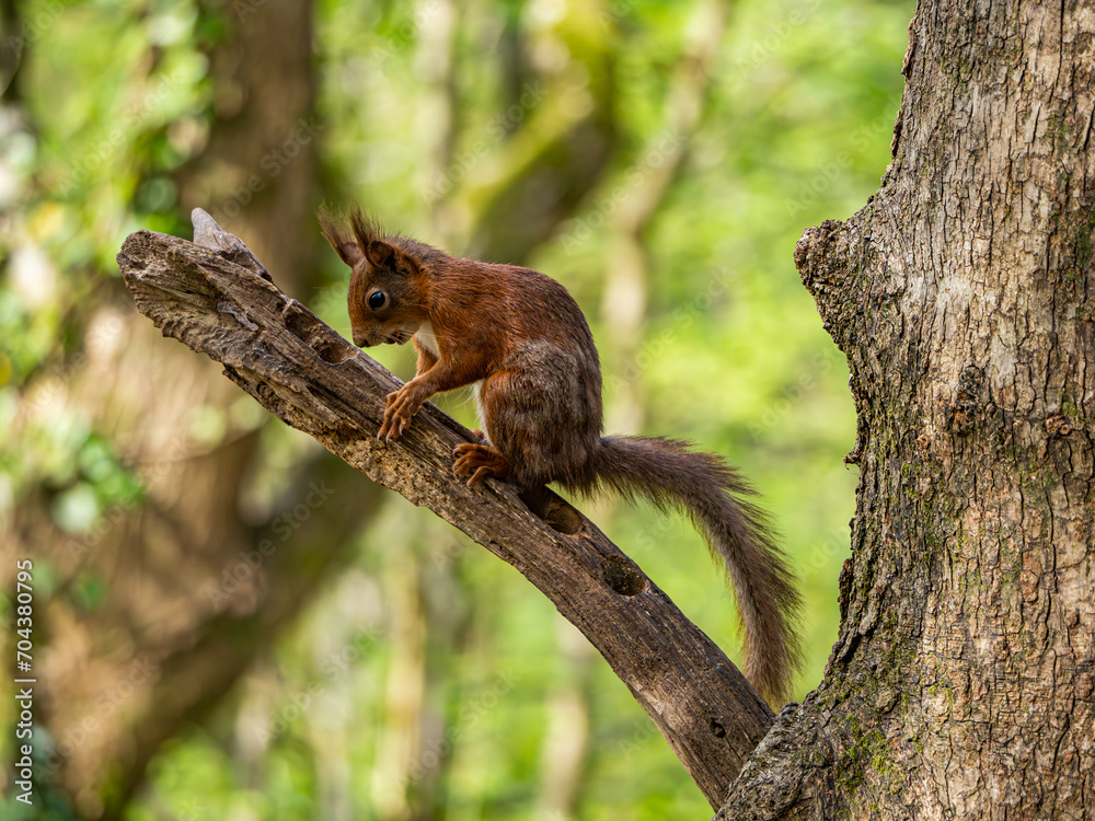 Red Squirrels on the island of Anglesey Red Squirrels on the island of Anglesey