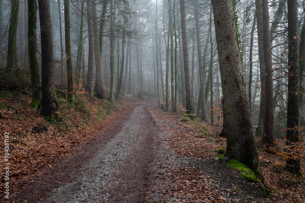 The road through the forest in the fog The road through the forest in the fog