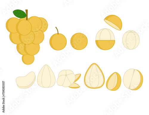 Long gong or lansium parasiticum.Longkong.Exotic fruit.Langsart or langsat tropical fruit with leaf.Sign, symbol, icon or logo isolated.Flat design.Graphic.Hand drawn.Cartoon vector illustration. photo