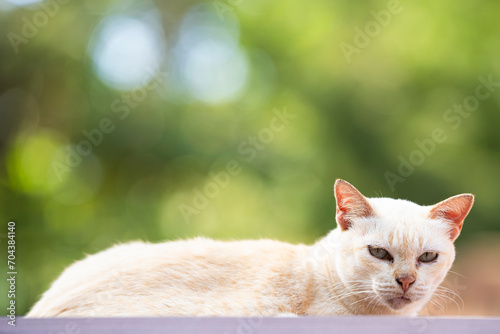 White cat on roof top © toptop28