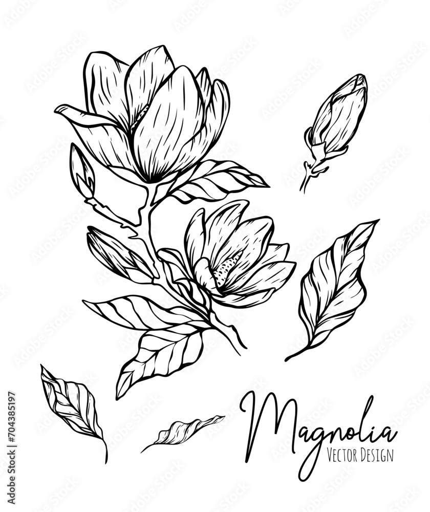 Magnolia flower line illustration set. Hand drawn black outline wedding herb, elegant leaves for invitation save the date card. Botanical trendy greenery vector collection for web, print, posters. Magnolia flower line illustration set. Hand drawn black outline wedding herb, elegant leaves for invitation save the date card. Botanical trendy greenery vector collection for web, print, posters.