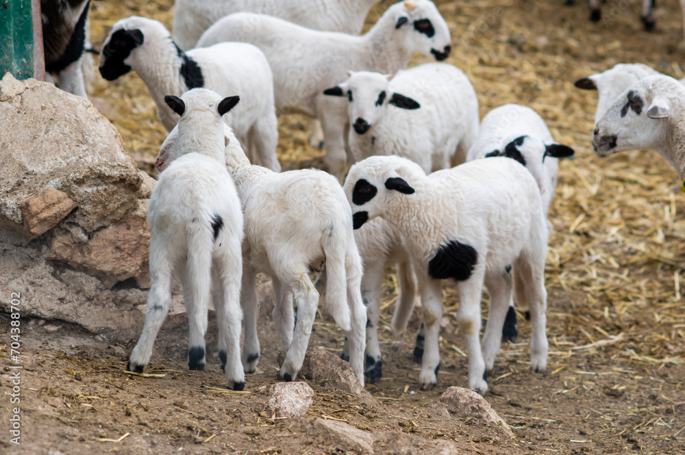 flock of sheep crowded on an esplanade, and with yellow tags on their ears flock of sheep crowded on an esplanade, and with yellow tags on their ears