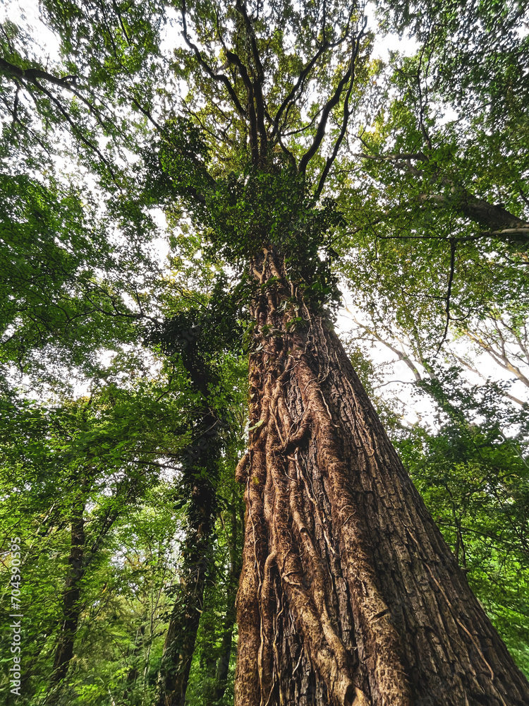 Fototapeta premium waldszene im spätsommer in einem deutschen wald