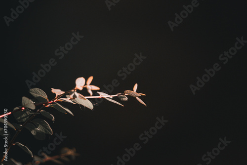 Gräser im Wind mit dunklen Wald Bokeh